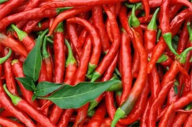 冷冻的辣椒要沥干水分吗,冷冻辣椒直接炒