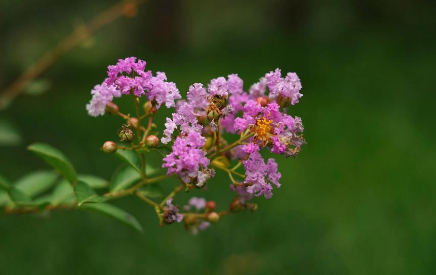 一树紫薇花,一树一树的紫薇花开