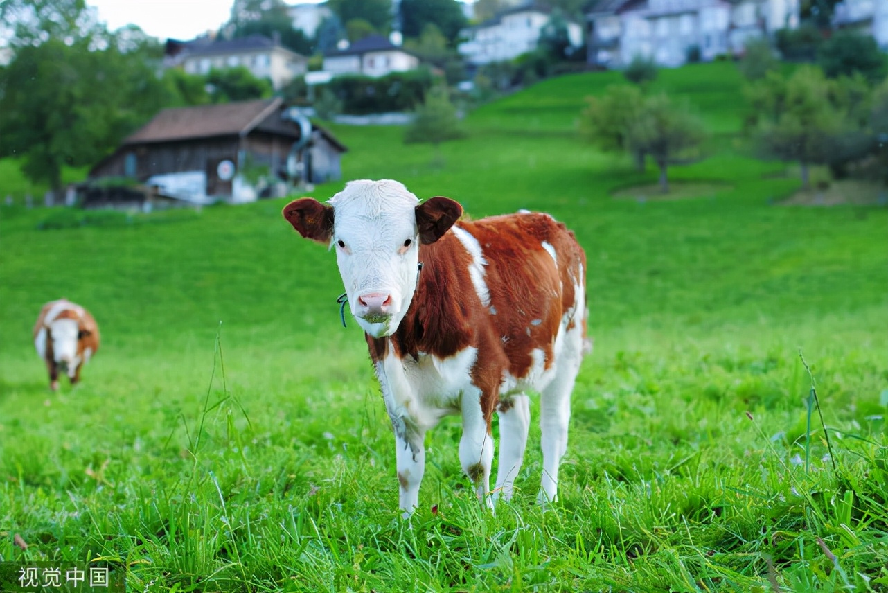 牛犊肺炎喘气喘得厉害用什么药,牛犊冬季咳嗽怎么治疗效果最好