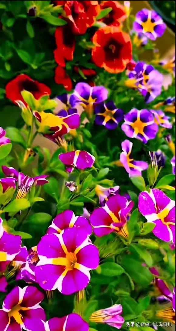 鸟语花香百花争艳让人陶醉,宁静祥和鸟语花香