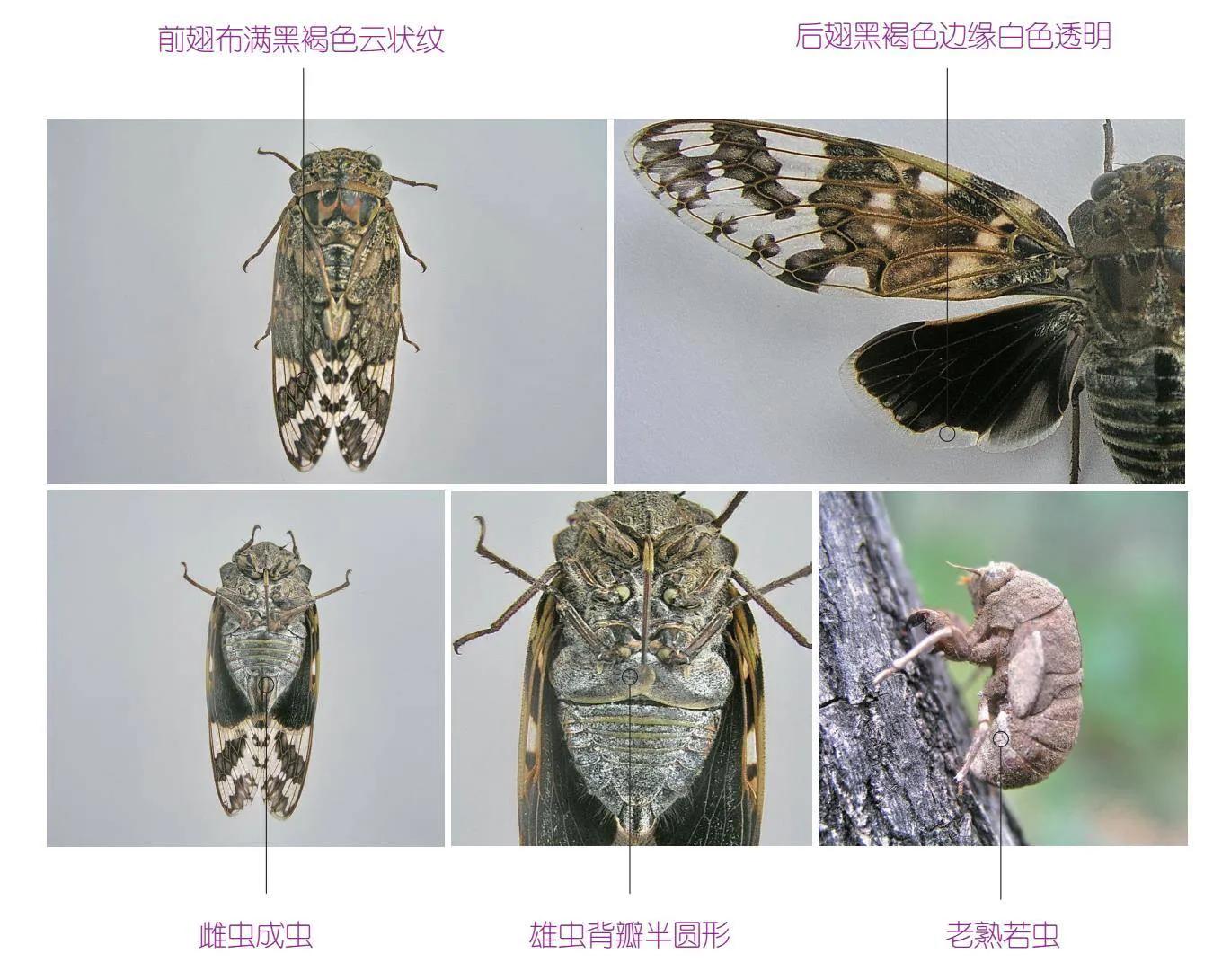 32种昆虫简介思维导图,32种食用植物