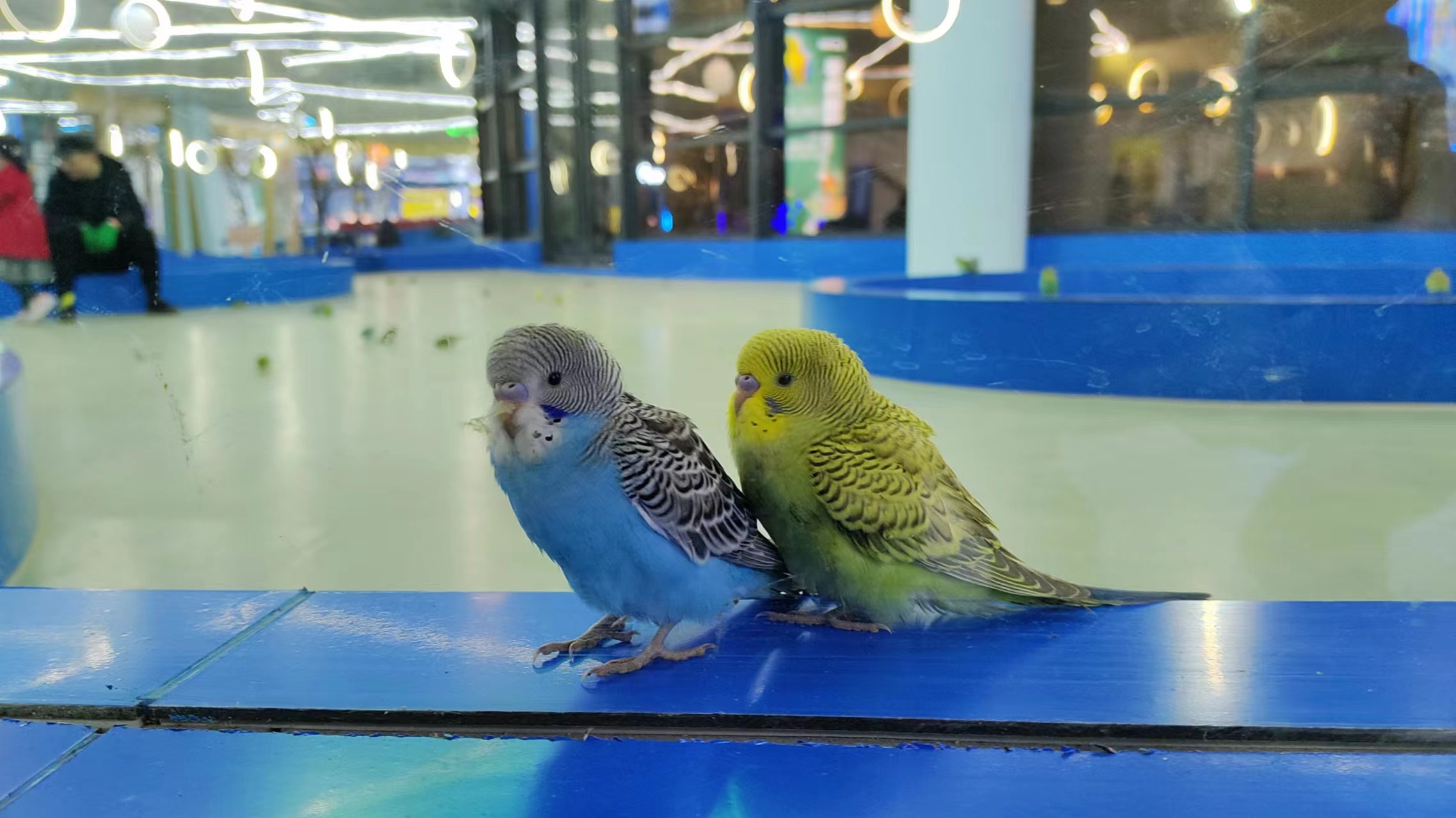 vivoiqooz6有没有广角镜头,vivoiqooz6拍照功能怎样