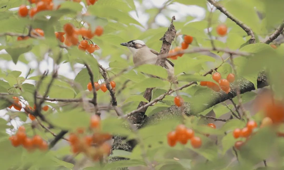 江南风物丨用一场“樱笋厨”，饯别江南的春天