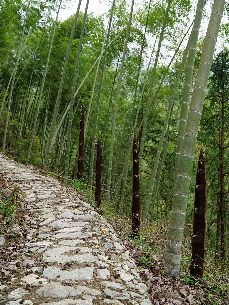 浙西南环游，喜欢龙泉，一座干干净净的山间小城