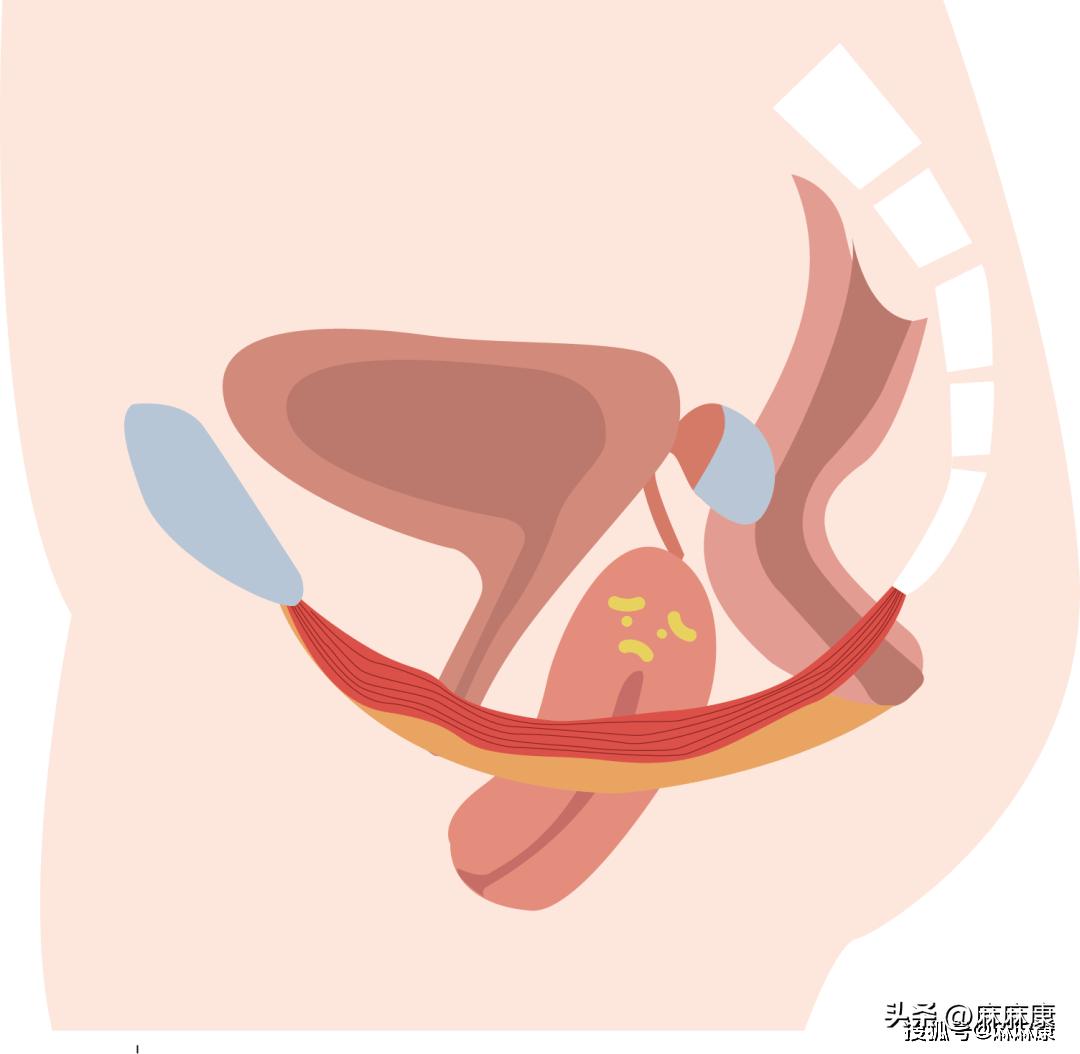 生育对身体的四大损伤！盆底肌常常被忽略