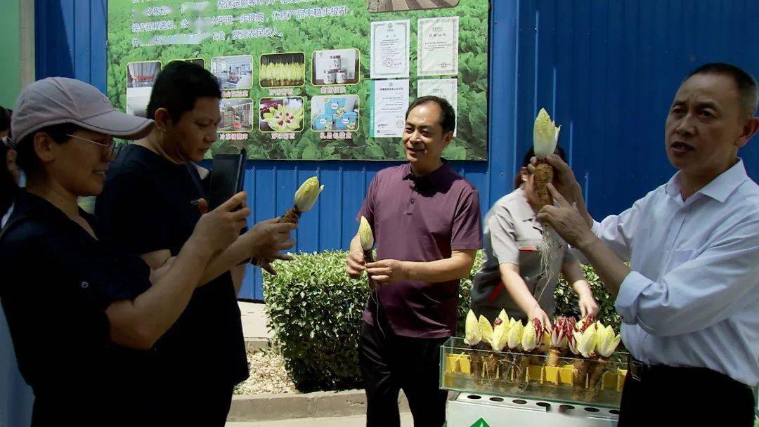 大叔摸黑种芽球菊苣，攻克芽球菊苣种植难题，一年销售额5000万元