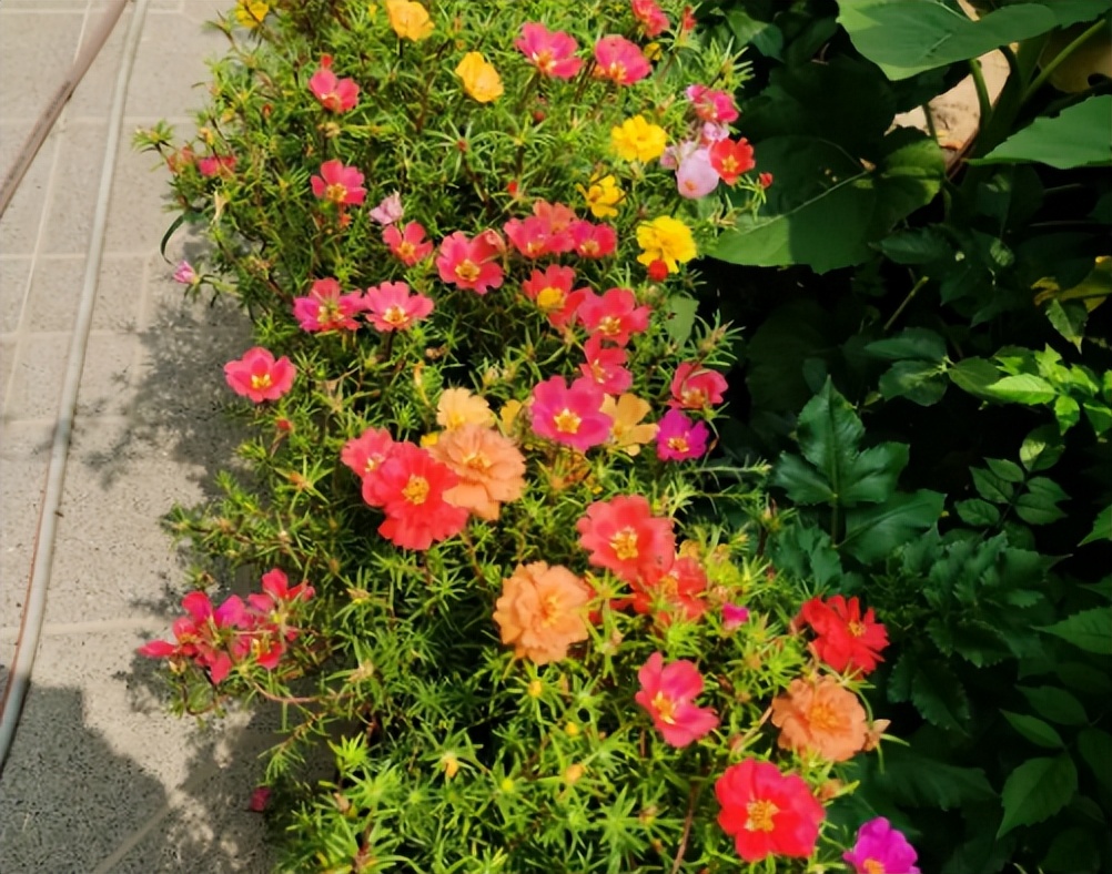 四季开花的草花有哪几种,南方冬季开花的草花播种