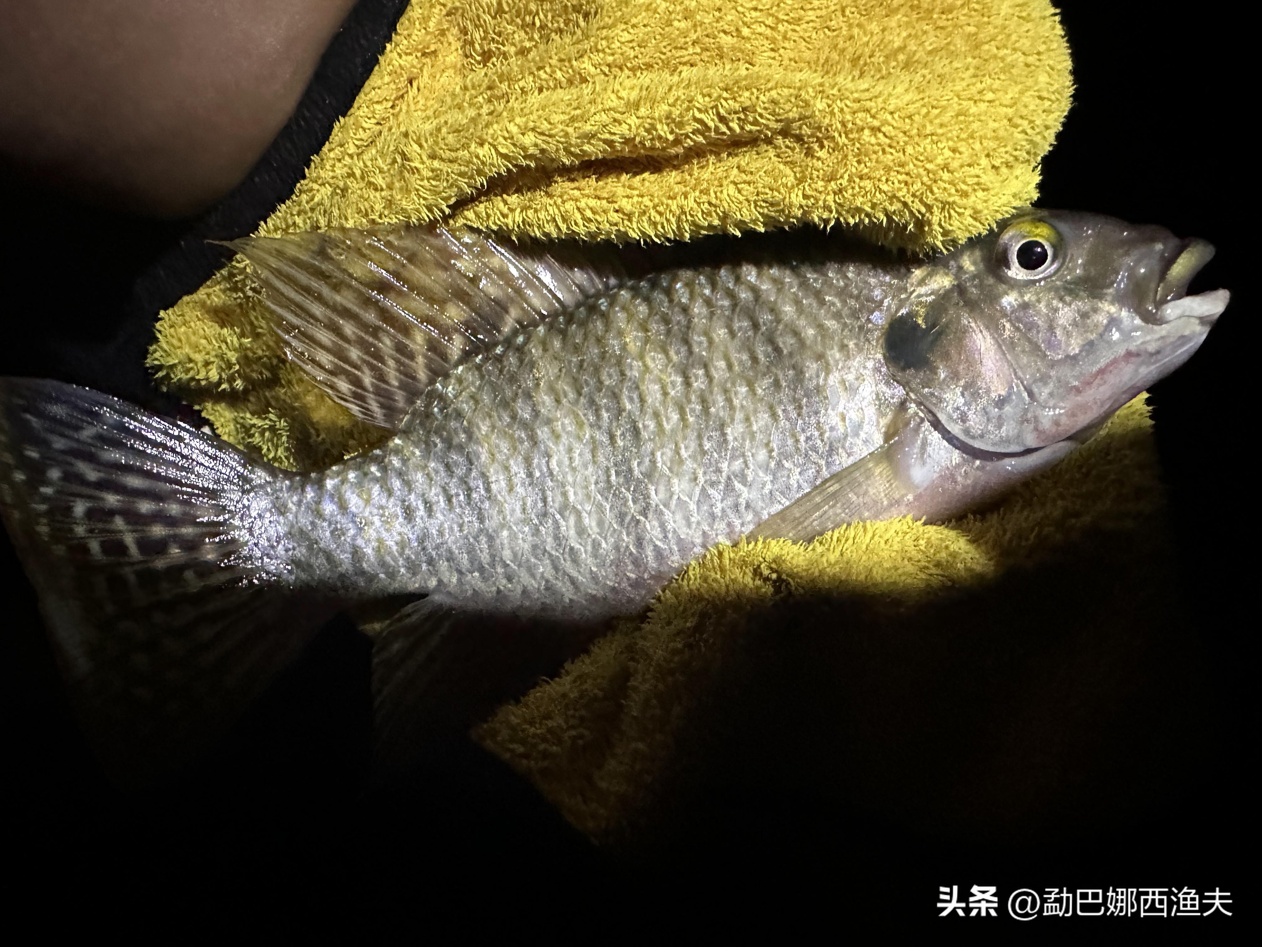 2020万峰湖野钓大罗非,万峰湖陇纳村野钓大罗非