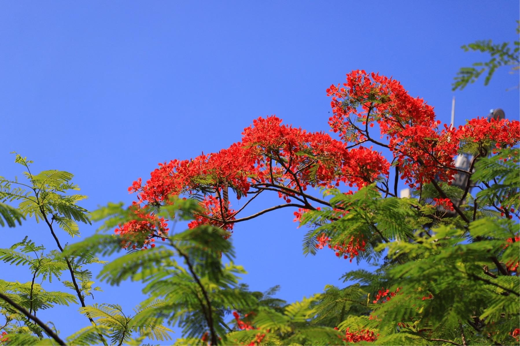 常见有毒花千万别碰,世上有毒的花和植物