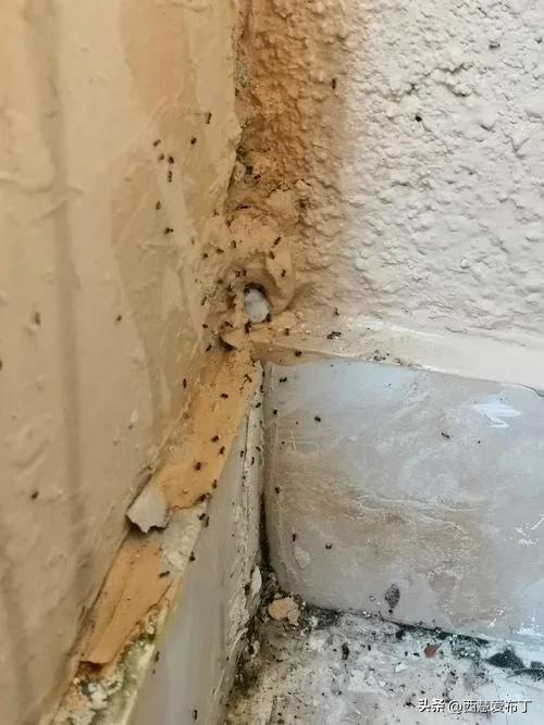 白蚂蚁是怎么回事,室内白蚂蚁怎么来的