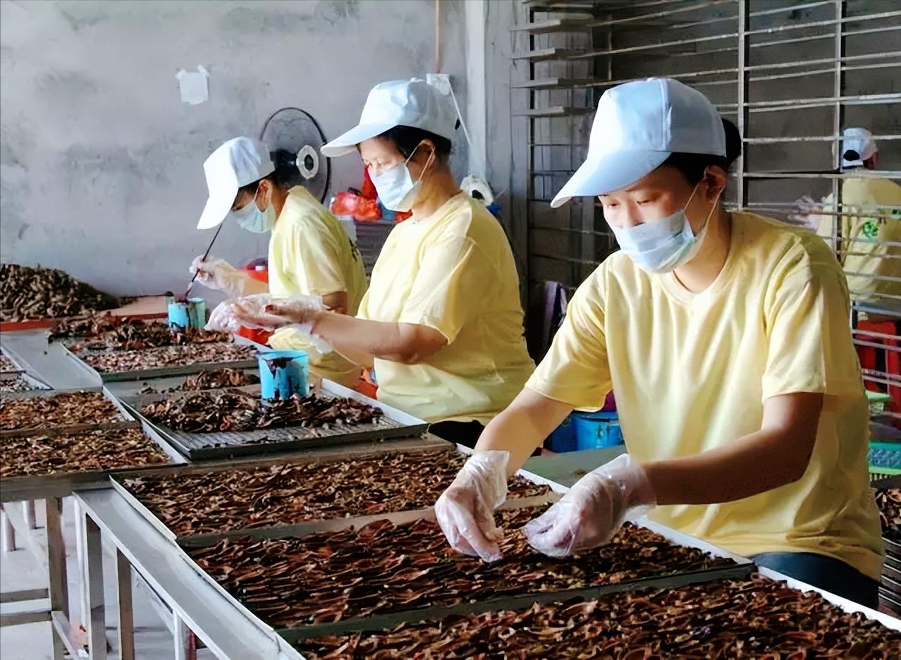 目前槟榔行业给湖南带来多少税收,槟榔全面禁售对湖南有影响吗