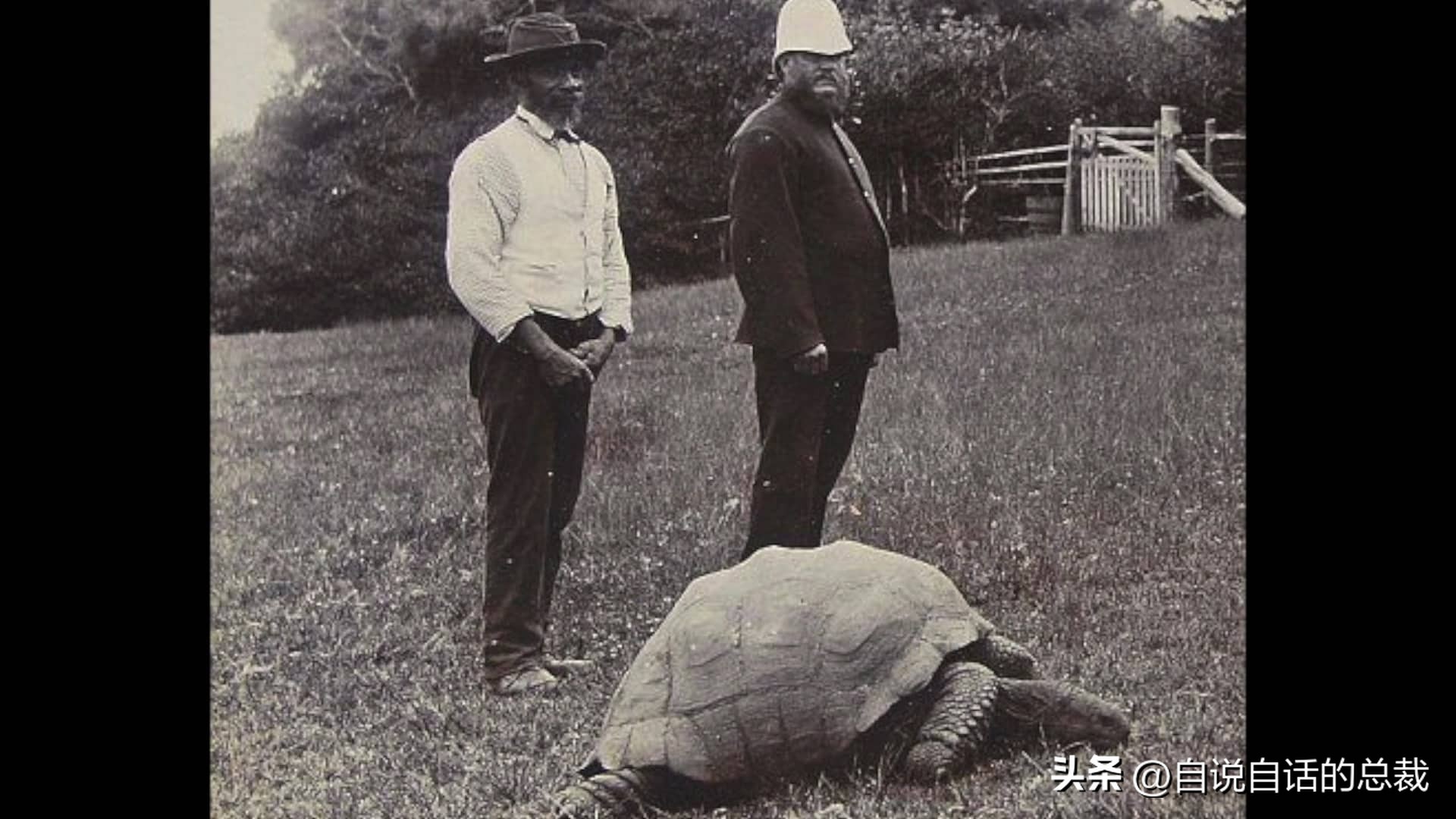 龟蛇大战巨龟视频,罕见别致的龟蛇大战