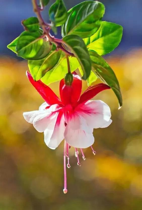 美丽的花倒挂金钟,美丽的倒挂金钟花图片