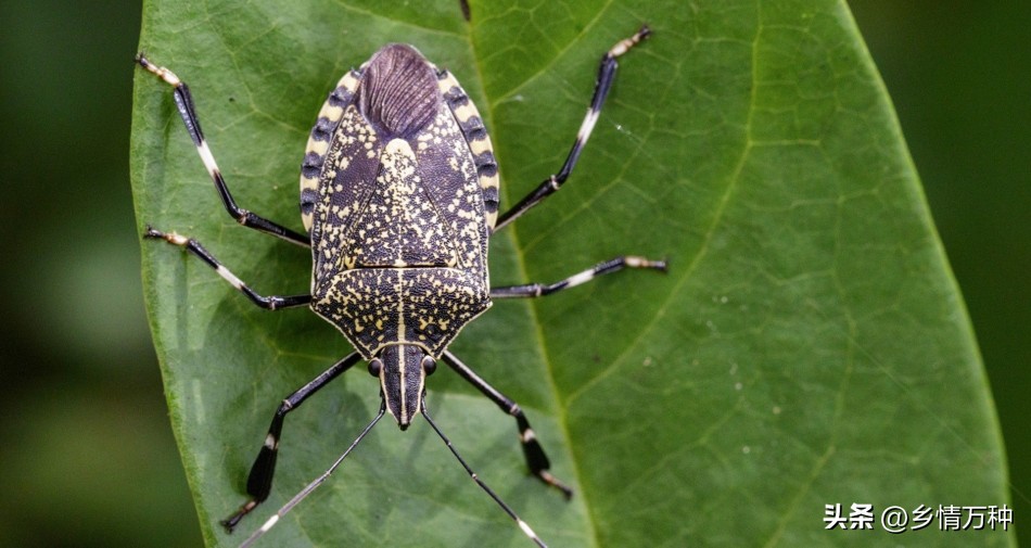 臭虫最怕什么啊,臭虫在什么环境下才会有