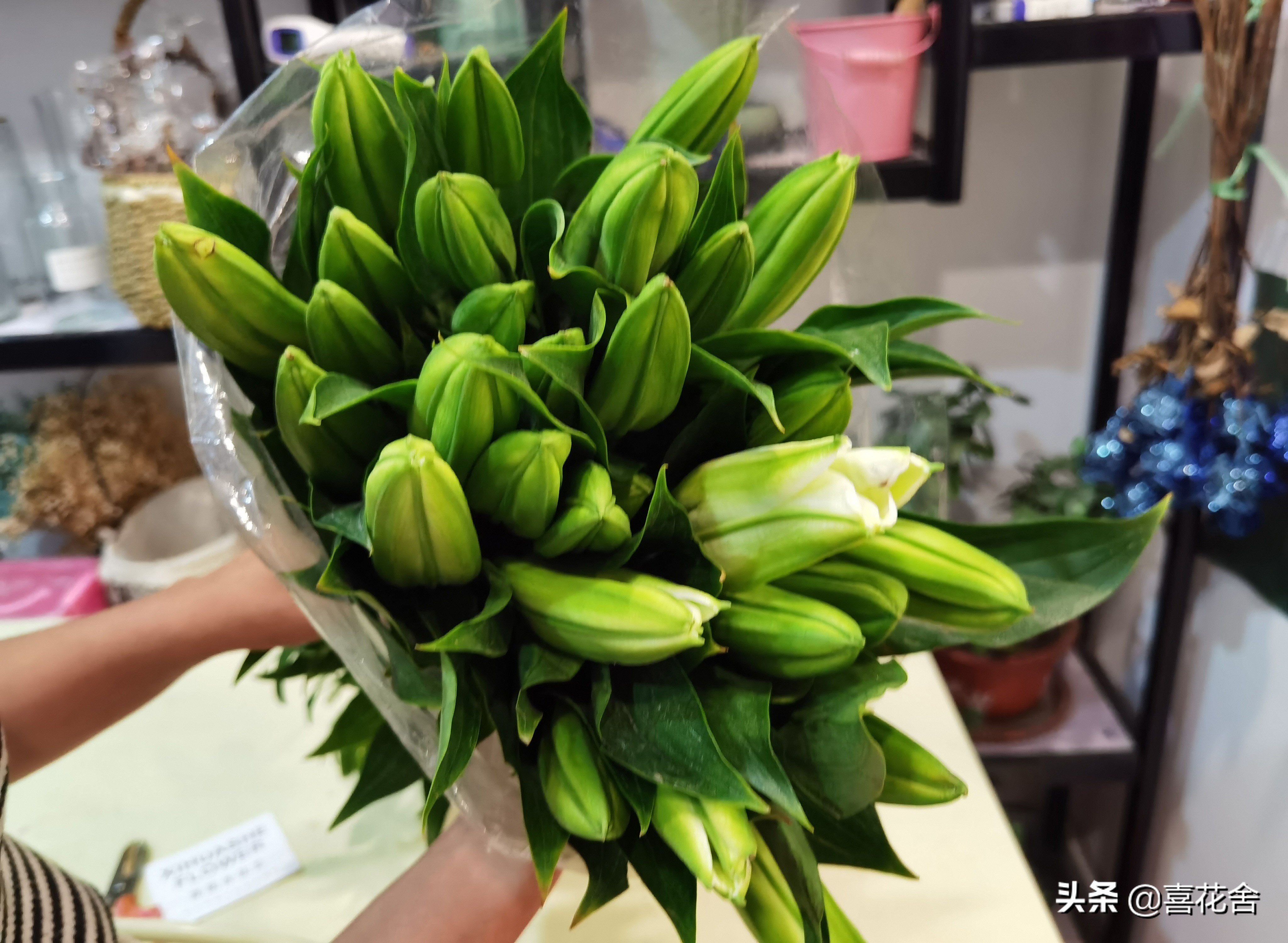 鲜花认识及养护第1：百合花——纯洁、高雅、芳香馥郁的花中女王