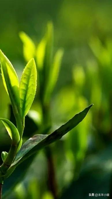 最美的手机壁纸大全,养眼养心的壁纸