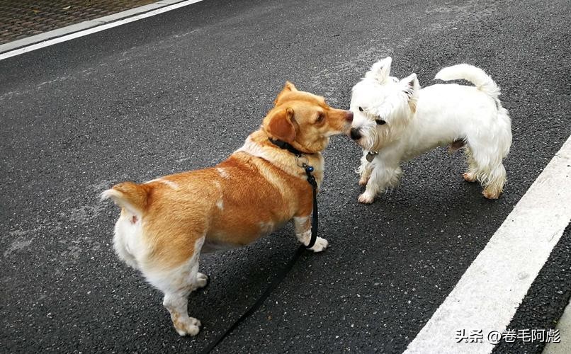 为什么动物交配前会相互闻屁股，看似尴尬的行为，却充满科学依据