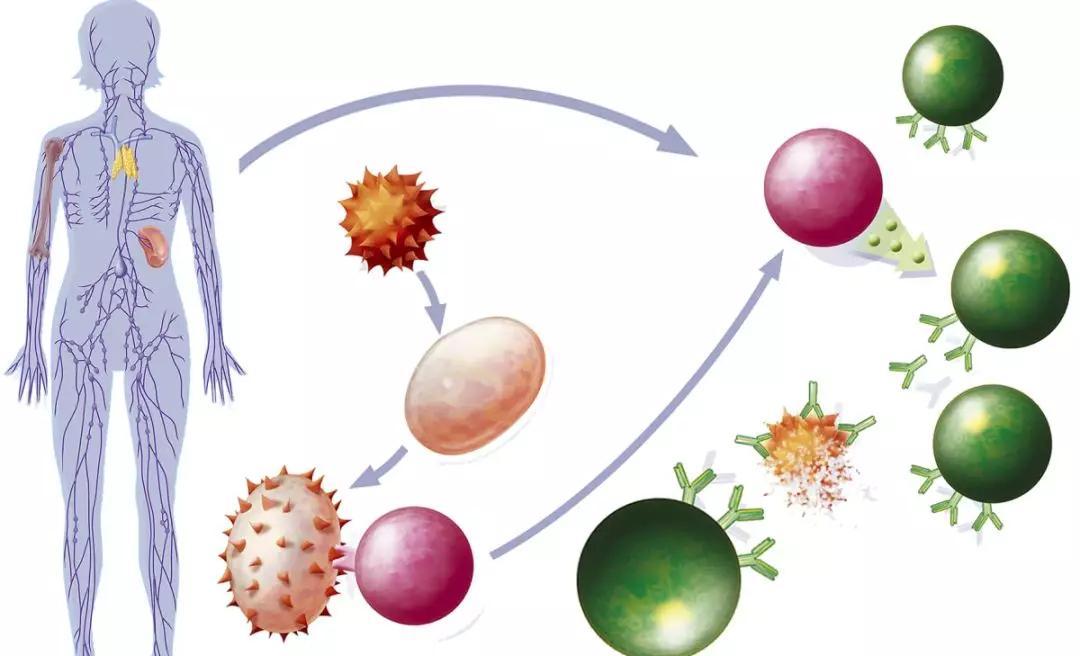 坚持喝酸奶身体有哪些变化,坚持每天早上喝酸奶会怎么样