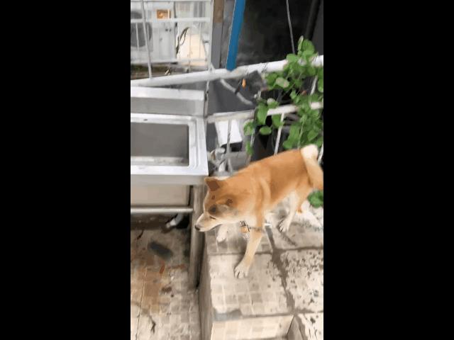 遛机械狗兼职,遛机械狗