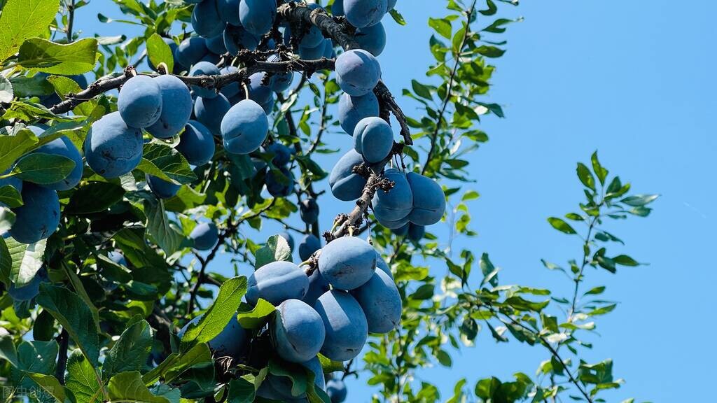 西梅怎么挑才能好吃,西梅怎么处理比较好吃