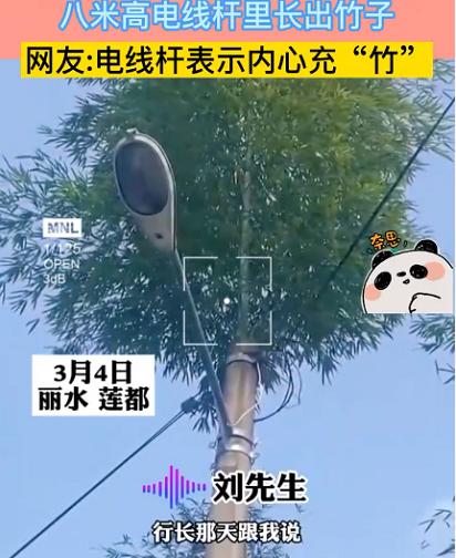 竹子的根穿透力多厉害,竹子的威力有多强大