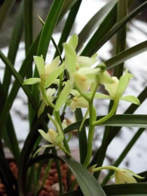 狂客上联,狂客七字对联上联