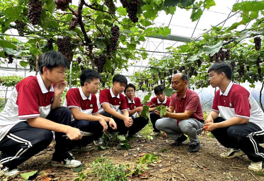 夏日葡萄甜基地实训忙