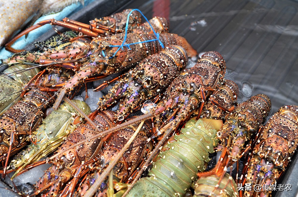 来自南洋的一瓶中国酒