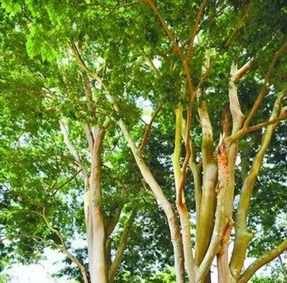 鼓浪屿最值得看的景点,鼓浪屿值得一去的景点