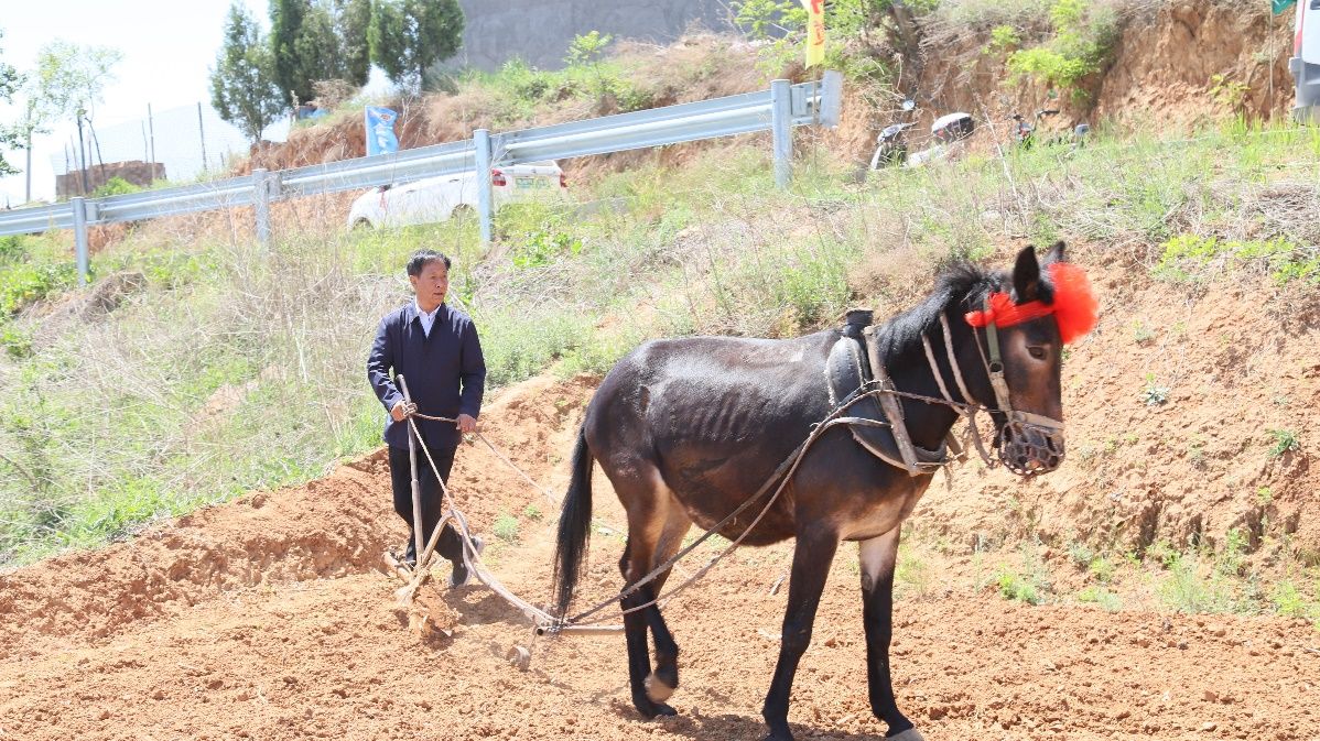 中国最好的黑小米产地,生态原产地保护产品