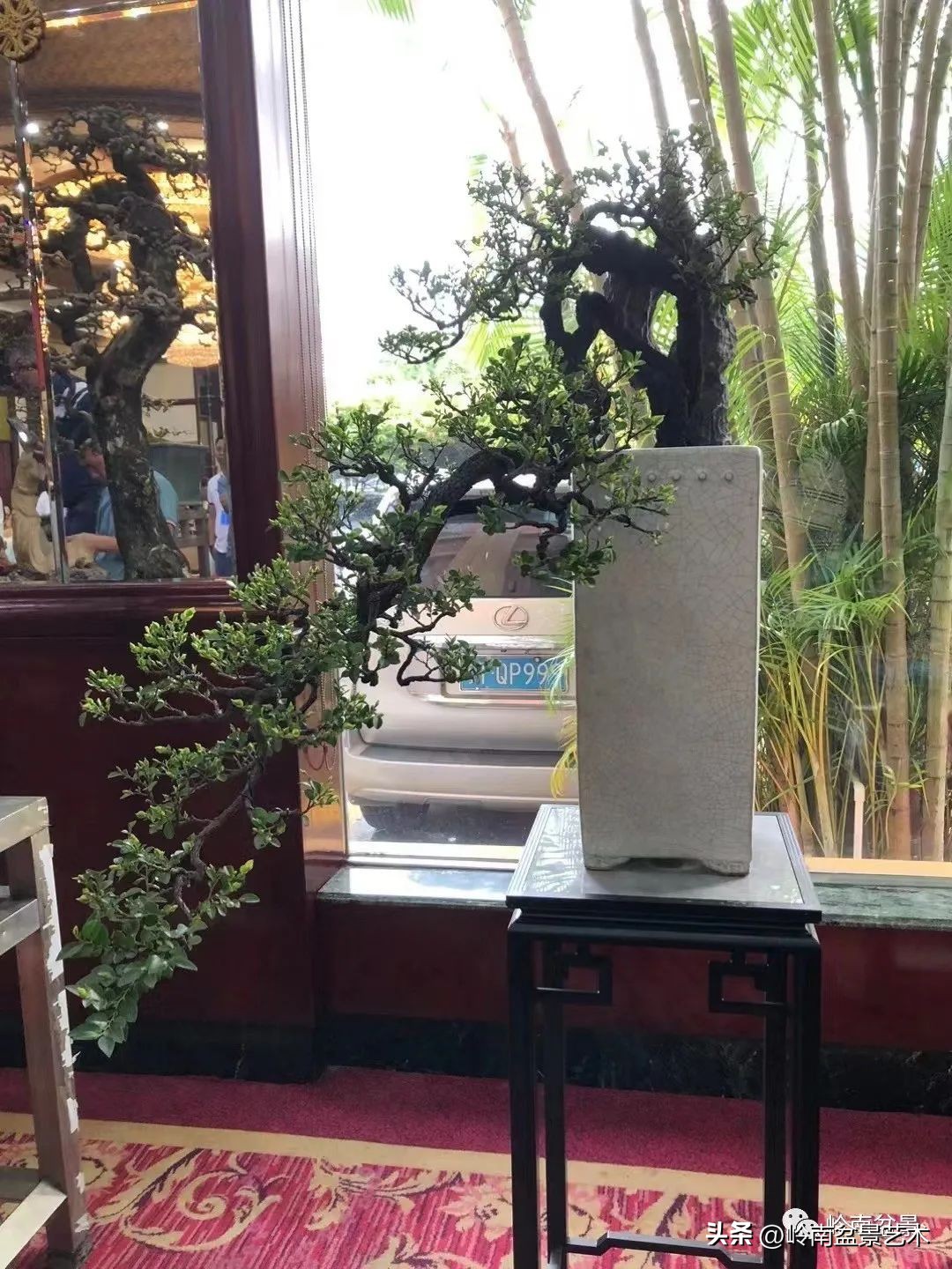 “不忘初心，开拓进取”——中山盆景协会第八届会员活动圆满成功