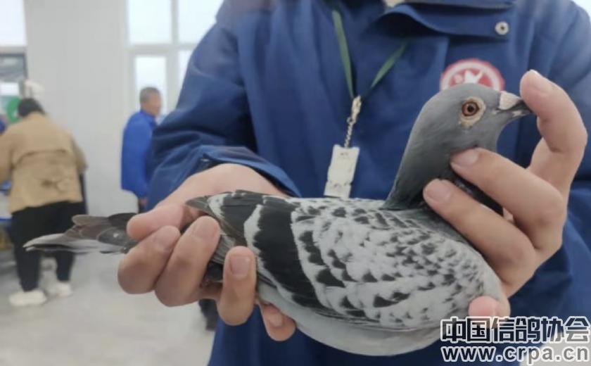 世界杯总决赛7-1,世界杯总决赛后半场回放