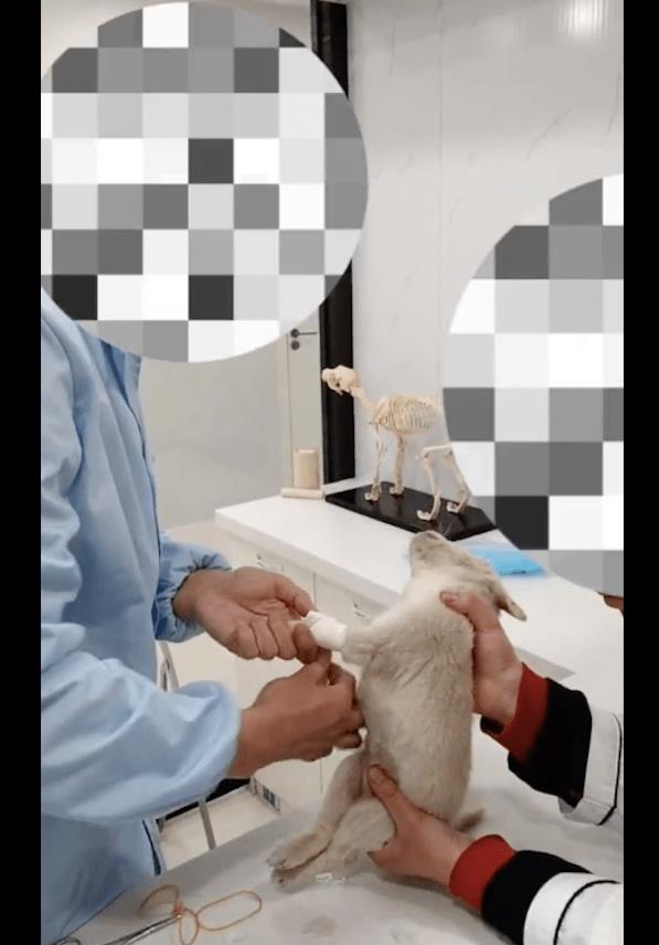 我在树下发现一只病狗，医生建议我放弃治疗，但它却活了下来