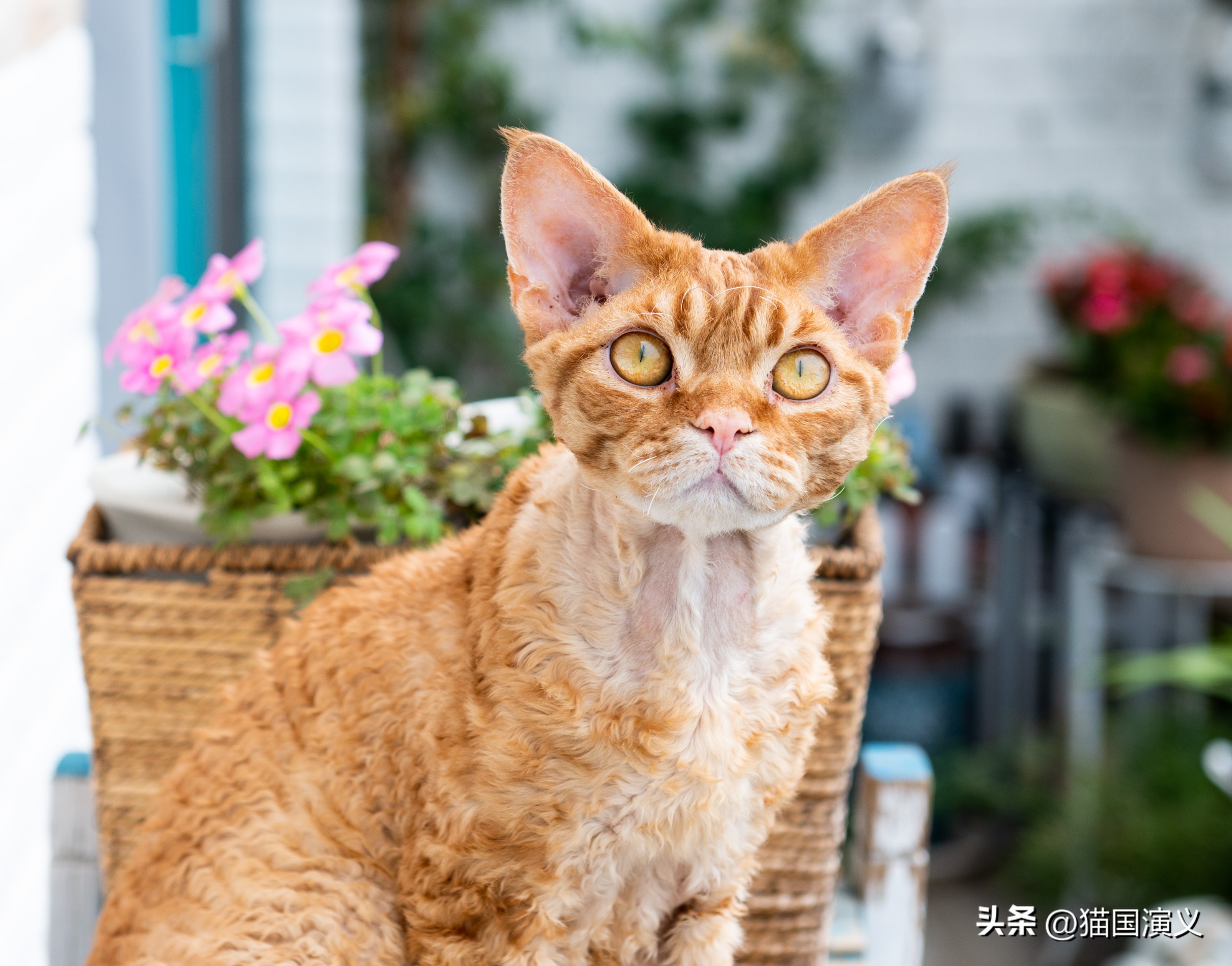 酢浆草和三叶草有什么区别,德文卷毛猫跟狸花猫配