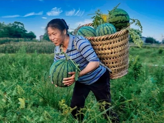 西瓜打针是真的吗,西瓜打针变甜是真的吗