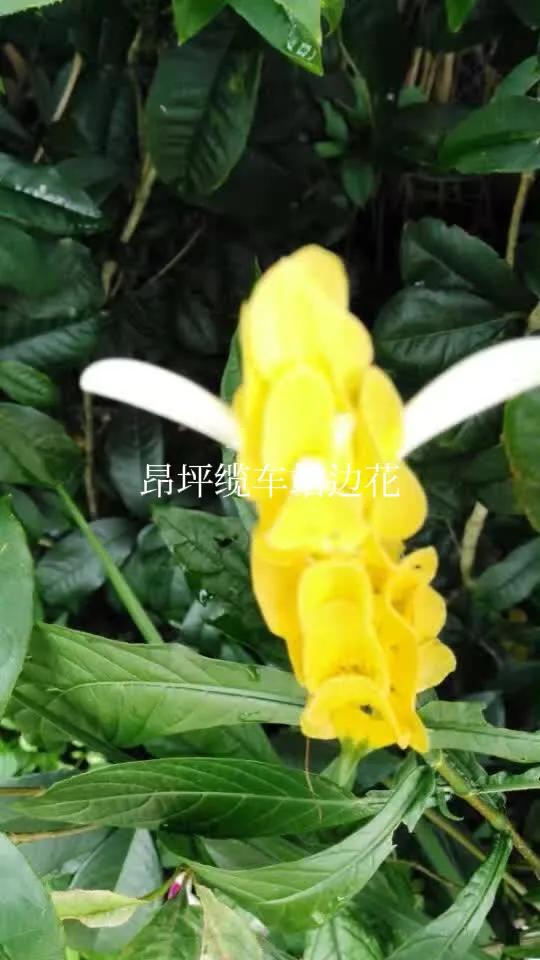 香港印象美食团购,香港印象租房