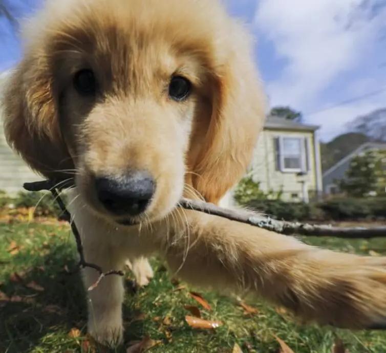 养宠知识狗狗经常流泪是什么信号,狗狗为什么有点打喷嚏呢