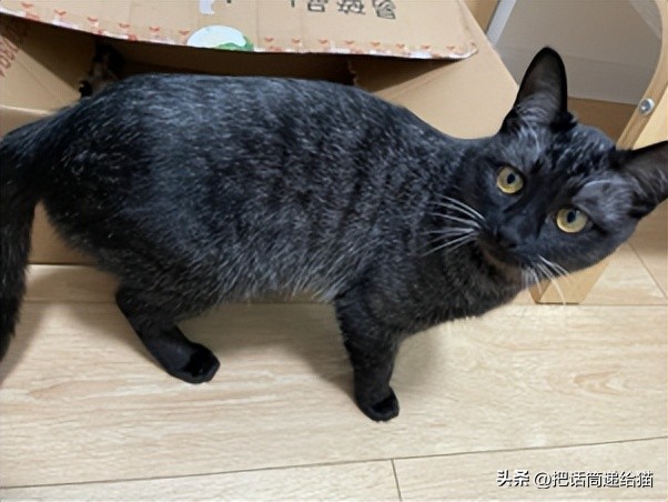 为什么猫咪养着养着就瘦了,猫咪为什么养着养着就发黄了