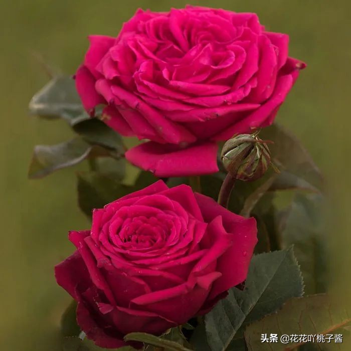 2019月季新品种金奖,超新品月季有哪些品种