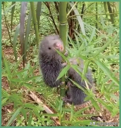 花博会云南,花博会来了