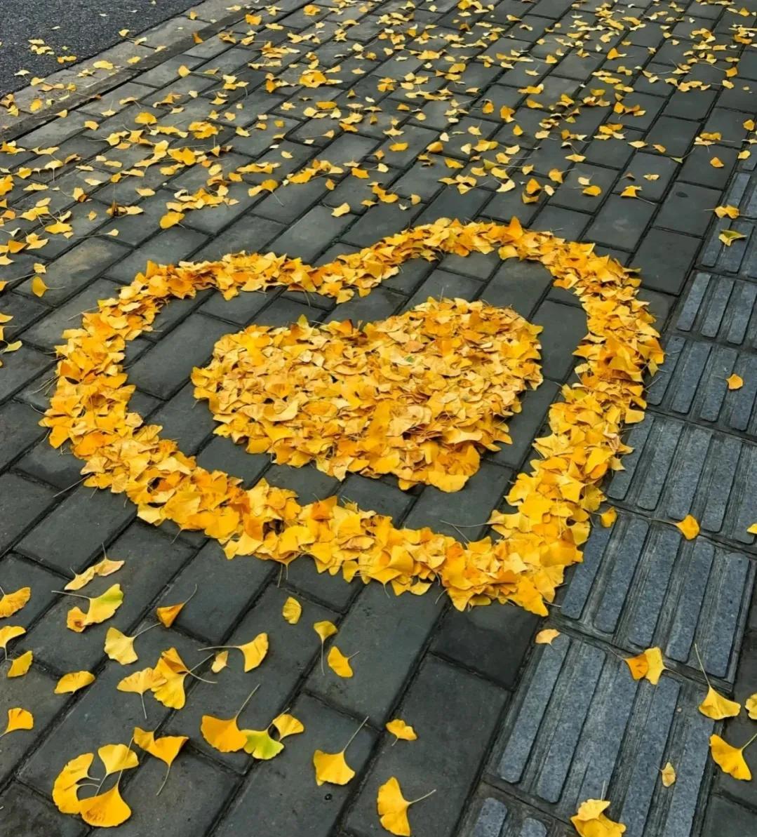 朝花夕拾好词好句,朝花夕拾阿长与山海经