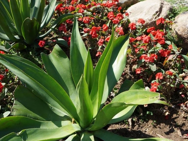 声光可调谐滤光片,声光滤波器