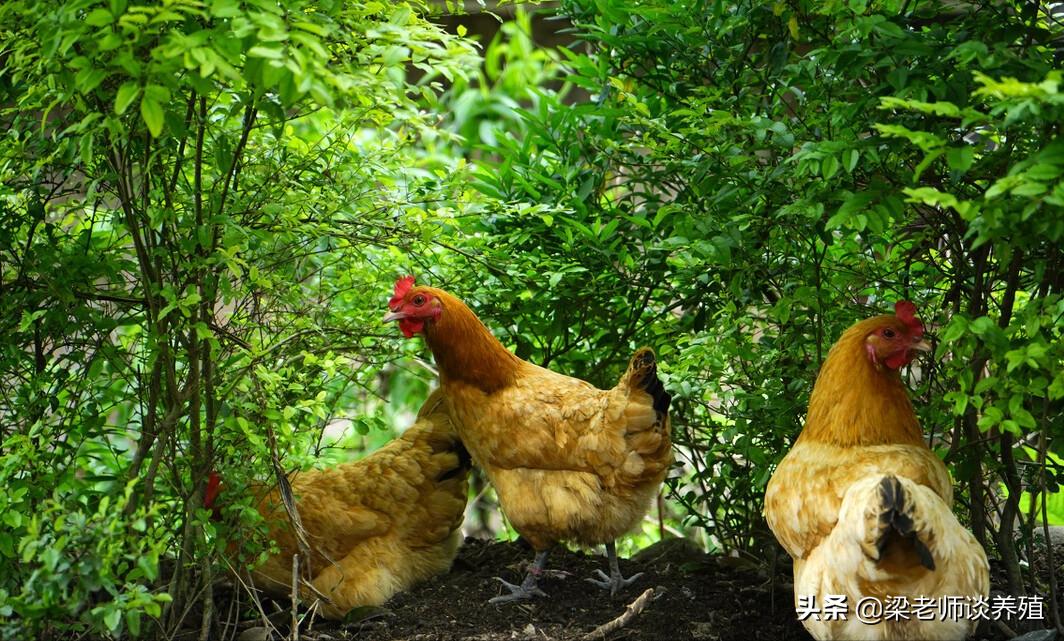 鸡生病了喂什么草药,鸡生病了该用什么治疗
