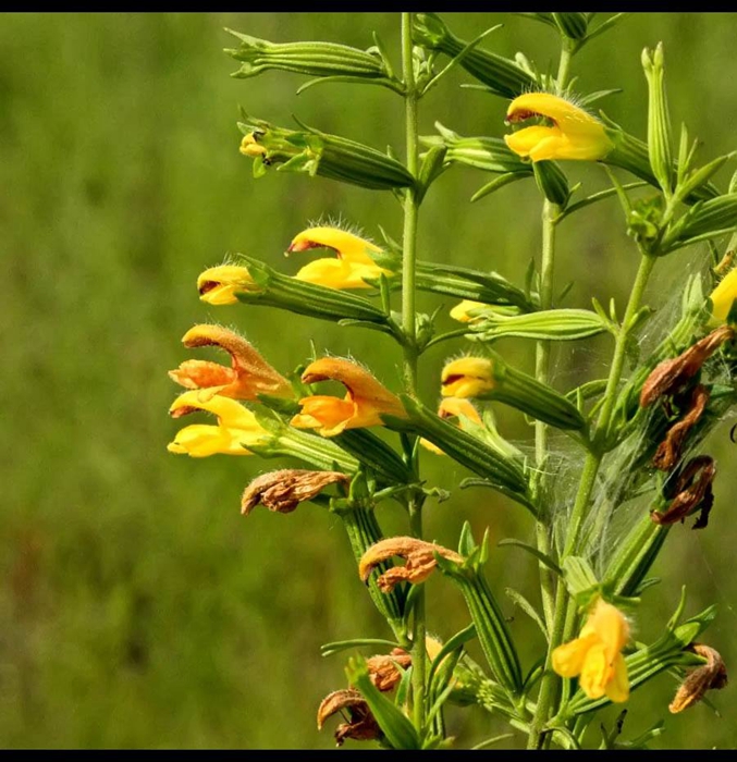 68种可食用的药用植物,开的花好看,能吃,还养生(二)