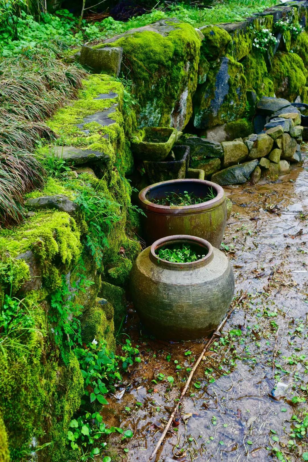 社日是几月几日,社日是由哪天计算的