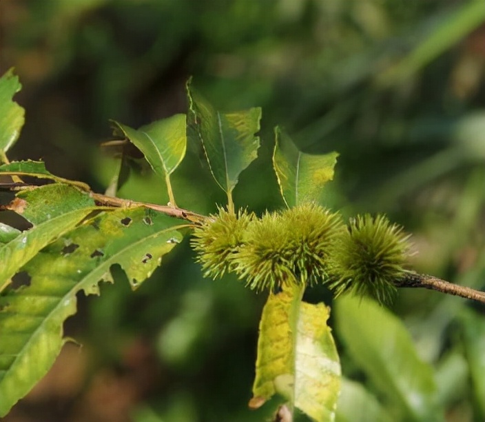 给你举个栗子呀原版,给你举个栗子原版