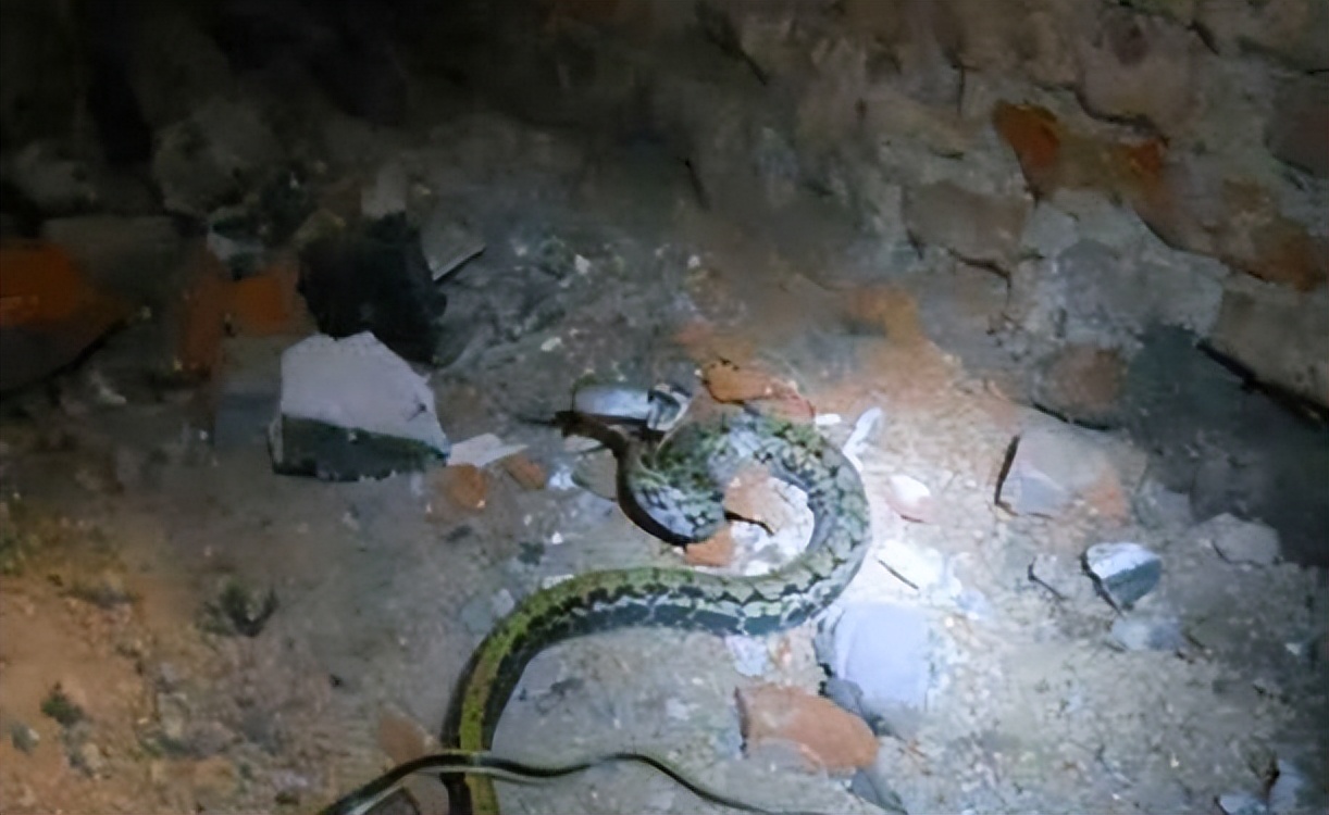 农村老人为什么说，打蛇，要么打死，要么就不要打，这是什么原因