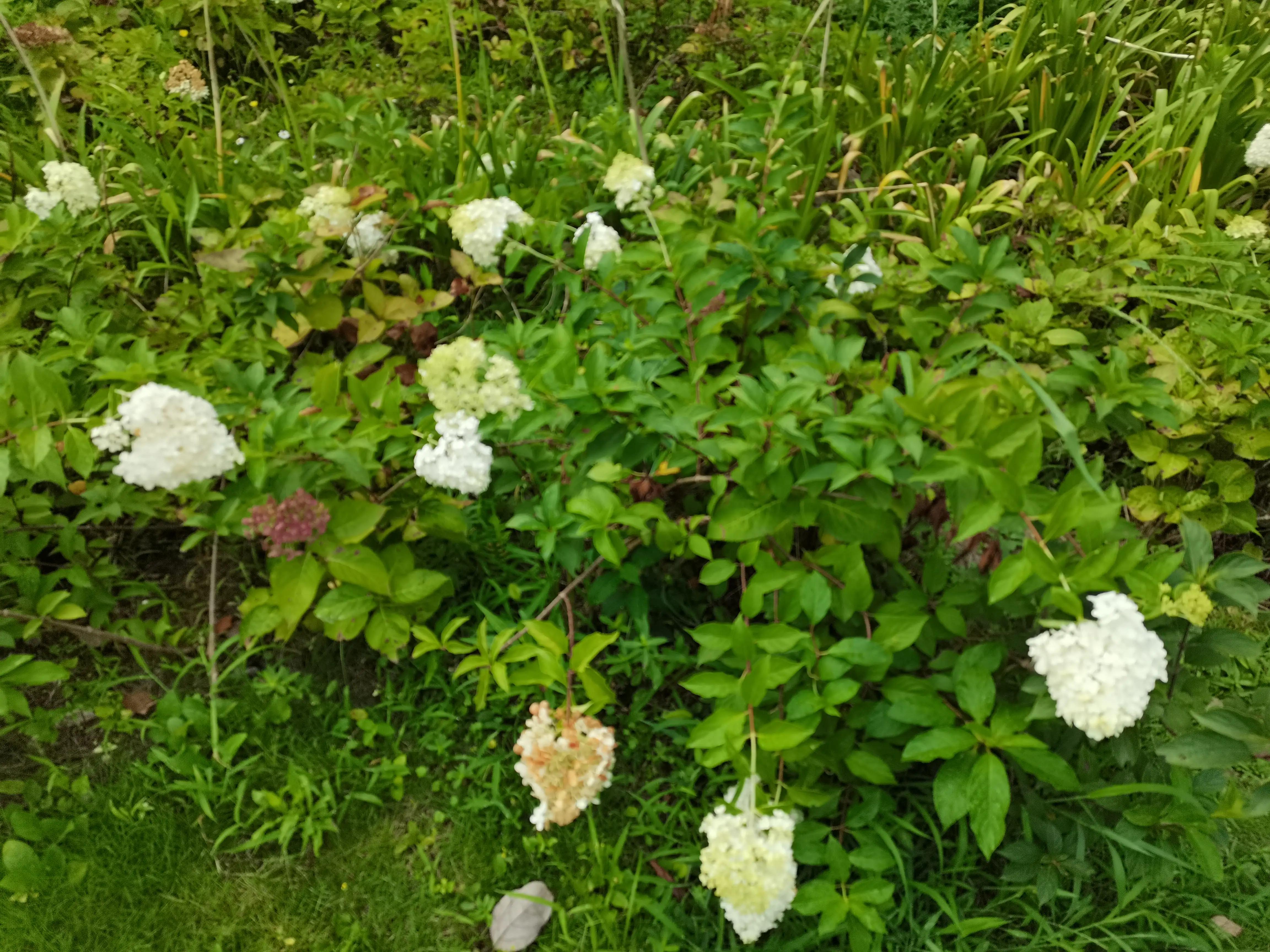 成都环境比较好的区域,成都的城市环境