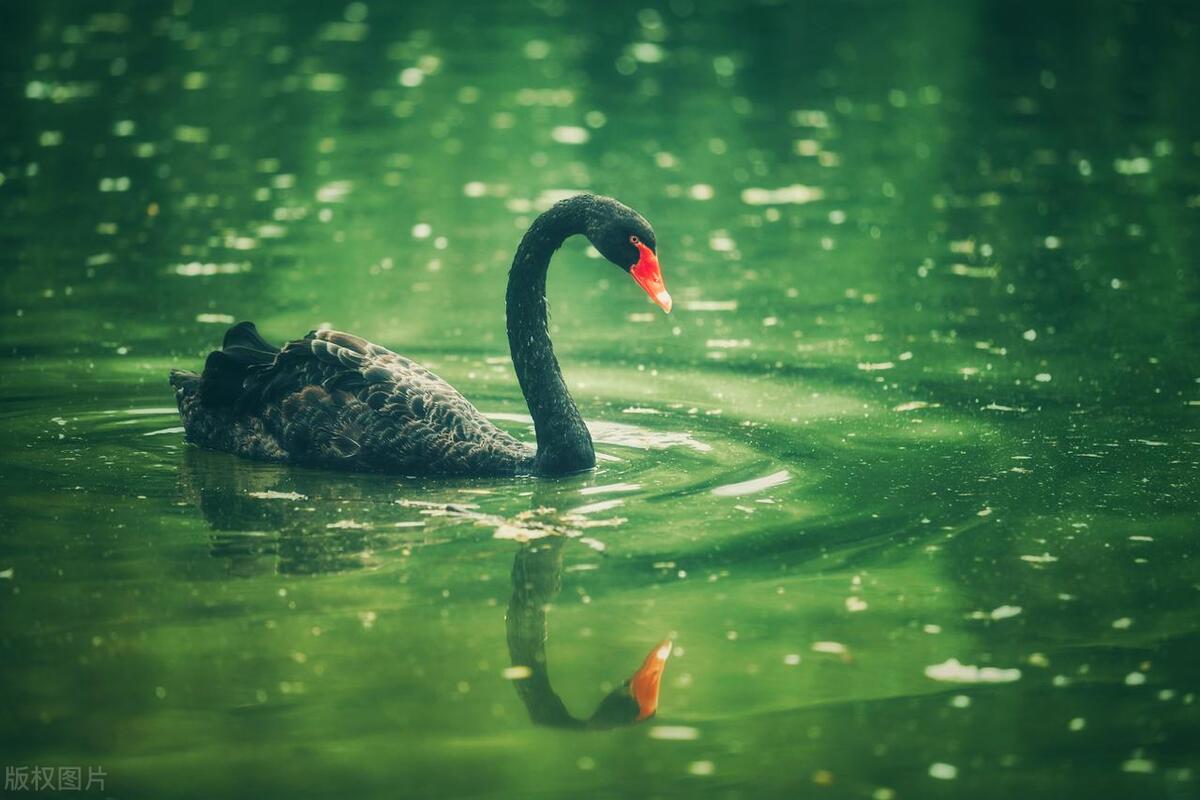 黑天鹅小说塔勒布全文阅读,塔勒布黑天鹅讲了什么