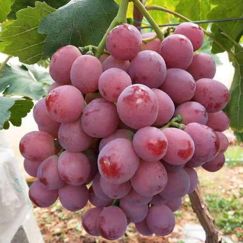 葡萄能叫提子吗,葡萄和提子有什么区别